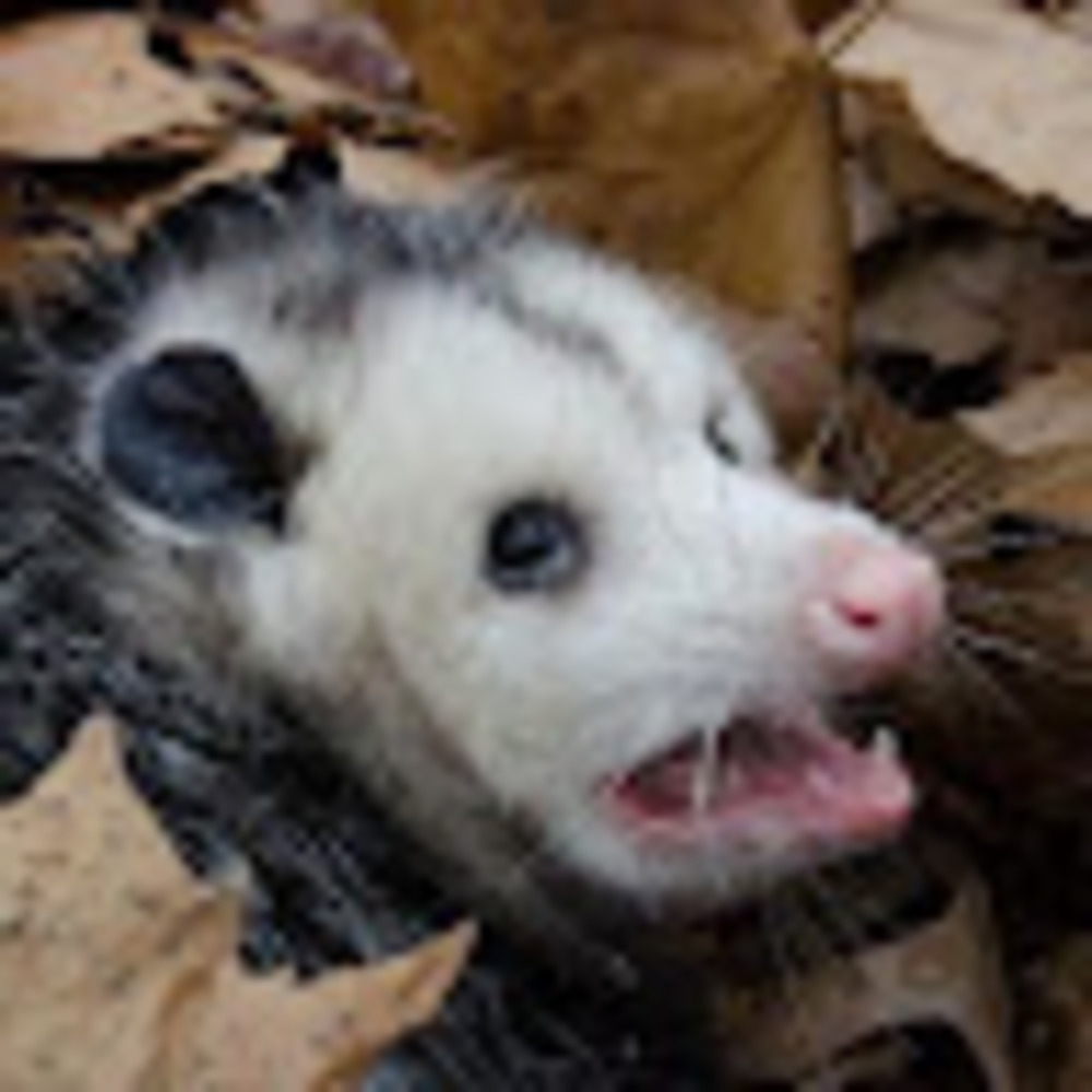 Meet your Posher, Nate